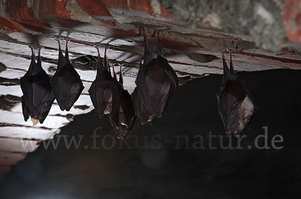 Kleine Hufeisennase (Rhinolophus hipposideros)