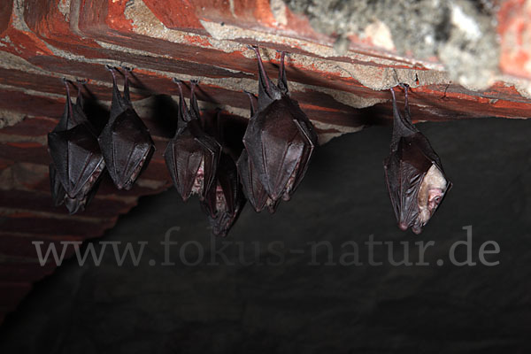 Kleine Hufeisennase (Rhinolophus hipposideros)