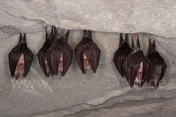 Kleine Hufeisennase (Rhinolophus hipposideros)