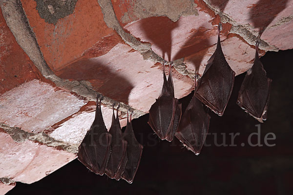 Kleine Hufeisennase (Rhinolophus hipposideros)