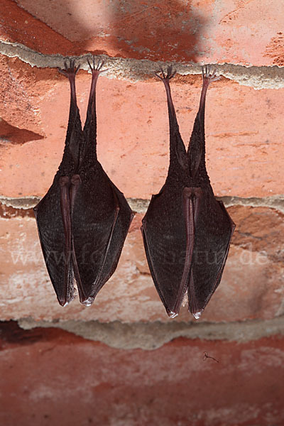 Kleine Hufeisennase (Rhinolophus hipposideros)