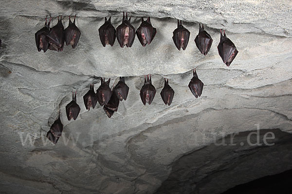 Kleine Hufeisennase (Rhinolophus hipposideros)