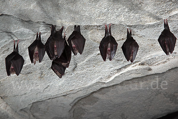 Kleine Hufeisennase (Rhinolophus hipposideros)