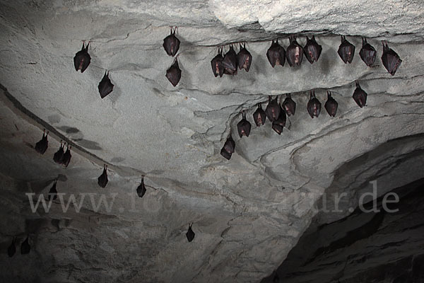 Kleine Hufeisennase (Rhinolophus hipposideros)