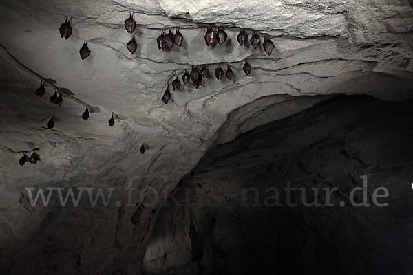 Kleine Hufeisennase (Rhinolophus hipposideros)