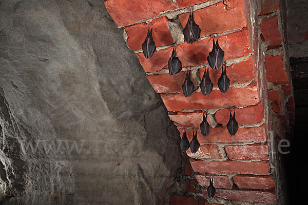 Kleine Hufeisennase (Rhinolophus hipposideros)