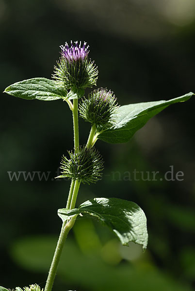 Kleine Klette (Arctium minus)