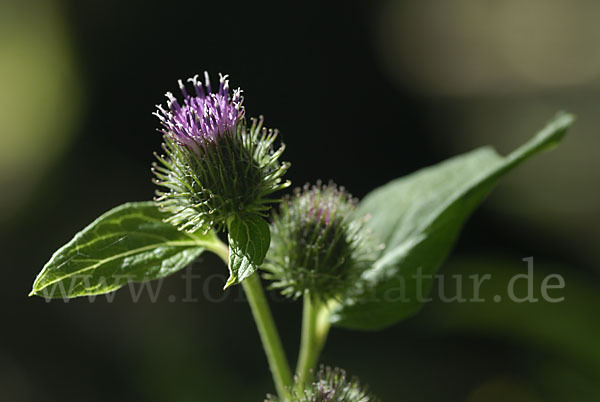 Kleine Klette (Arctium minus)