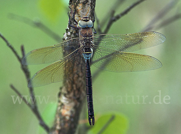 Kleine Königslibelle (Anax parthenope)