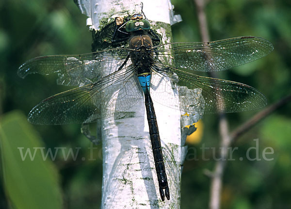 Kleine Königslibelle (Anax parthenope)