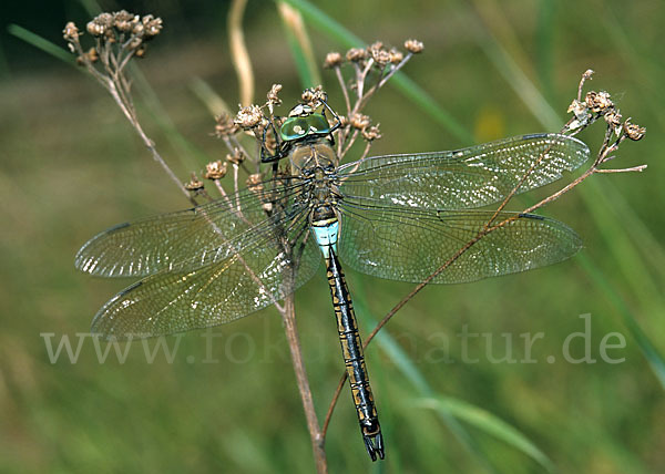 Kleine Königslibelle (Anax parthenope)