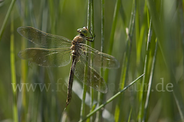 Kleine Königslibelle (Anax parthenope)