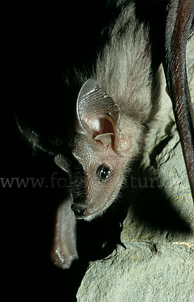 Kleine Mausschwanzfledermaus (Rhinopoma hardwickii)