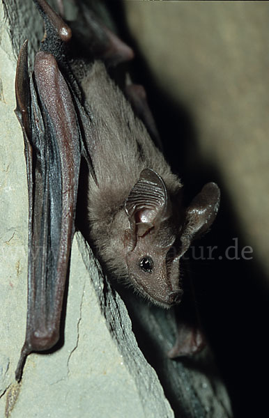 Kleine Mausschwanzfledermaus (Rhinopoma hardwickii)