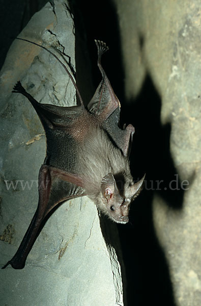 Kleine Mausschwanzfledermaus (Rhinopoma hardwickii)