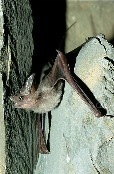 Kleine Mausschwanzfledermaus (Rhinopoma hardwickii)