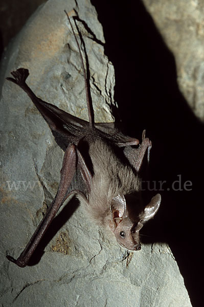 Kleine Mausschwanzfledermaus (Rhinopoma hardwickii)