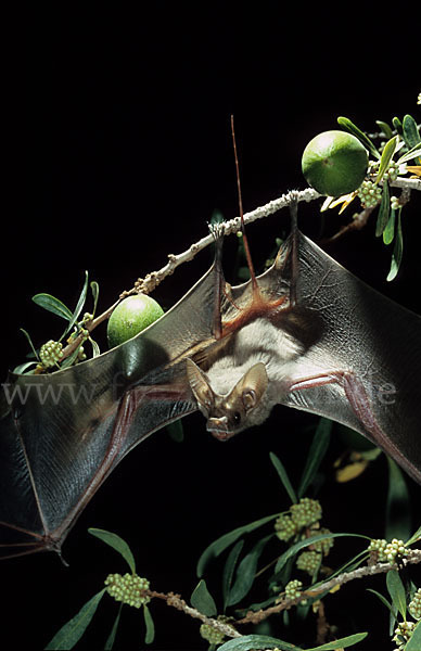 Kleine Mausschwanzfledermaus (Rhinopoma hardwickii)