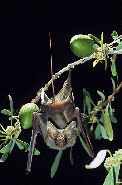 Kleine Mausschwanzfledermaus (Rhinopoma hardwickii)