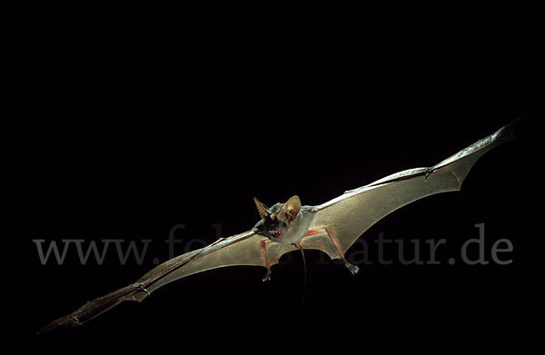 Kleine Mausschwanzfledermaus (Rhinopoma hardwickii)