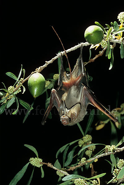 Kleine Mausschwanzfledermaus (Rhinopoma hardwickii)