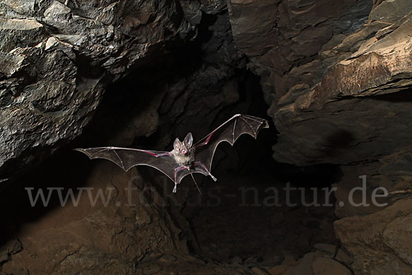 Kleine Mausschwanzfledermaus (Rhinopoma hardwickii)