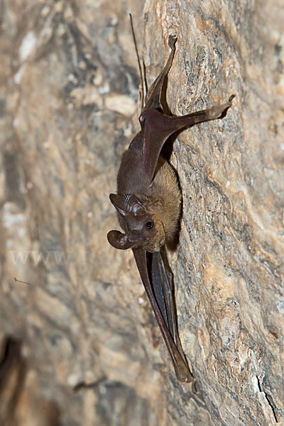 Kleine Mausschwanzfledermaus (Rhinopoma hardwickii)