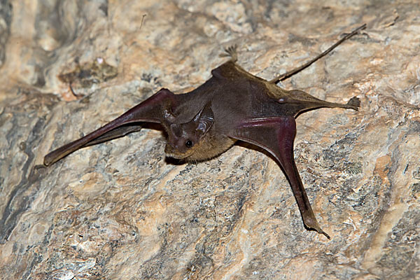 Kleine Mausschwanzfledermaus (Rhinopoma hardwickii)