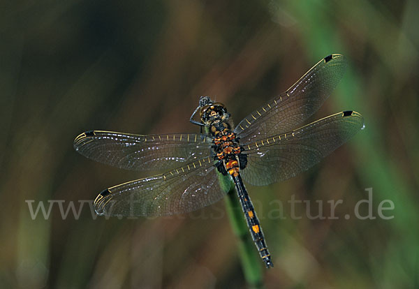 Kleine Moosjungfer (Leucorrhinia dubia)