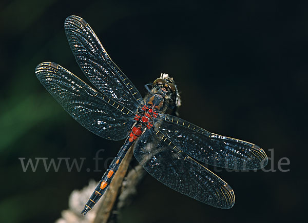 Kleine Moosjungfer (Leucorrhinia dubia)