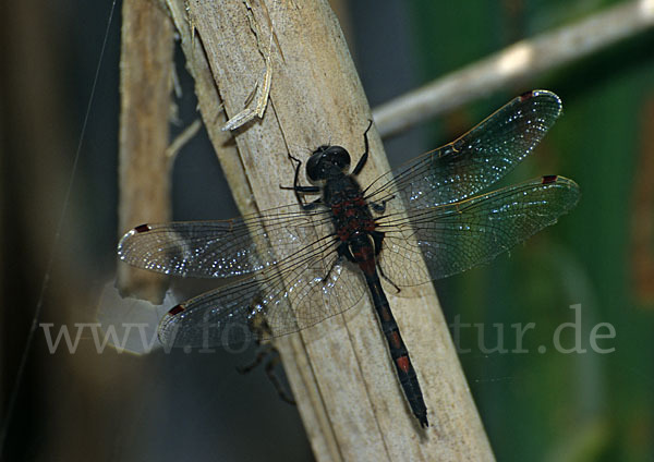 Kleine Moosjungfer (Leucorrhinia dubia)