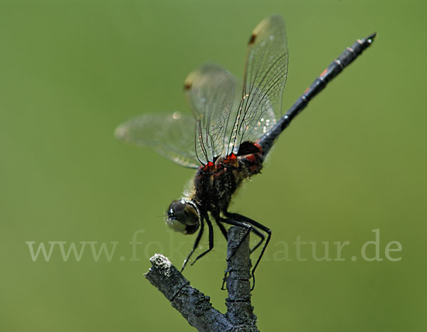 Kleine Moosjungfer (Leucorrhinia dubia)