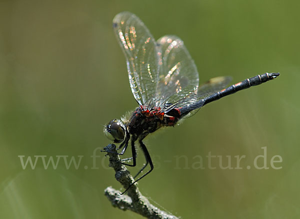 Kleine Moosjungfer (Leucorrhinia dubia)