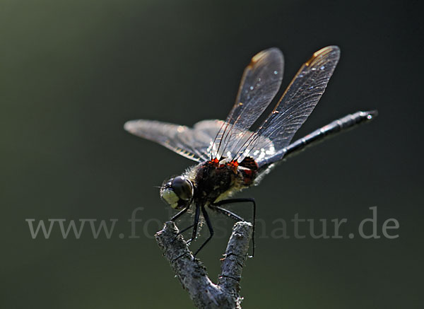 Kleine Moosjungfer (Leucorrhinia dubia)