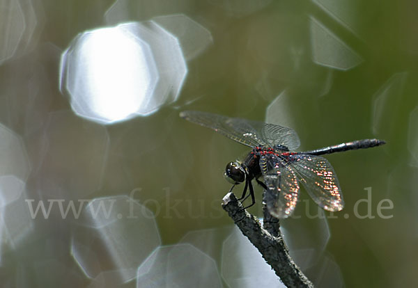 Kleine Moosjungfer (Leucorrhinia dubia)