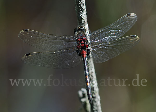 Kleine Moosjungfer (Leucorrhinia dubia)