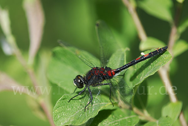 Kleine Moosjungfer (Leucorrhinia dubia)