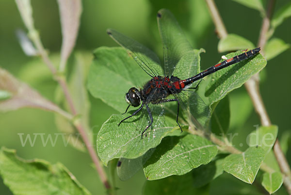 Kleine Moosjungfer (Leucorrhinia dubia)