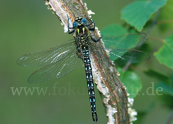 Kleine Mosaikjungfer (Brachytron pratense)