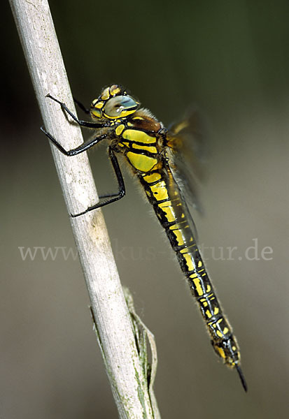 Kleine Mosaikjungfer (Brachytron pratense)