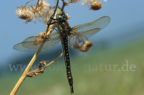 Kleine Mosaikjungfer (Brachytron pratense)