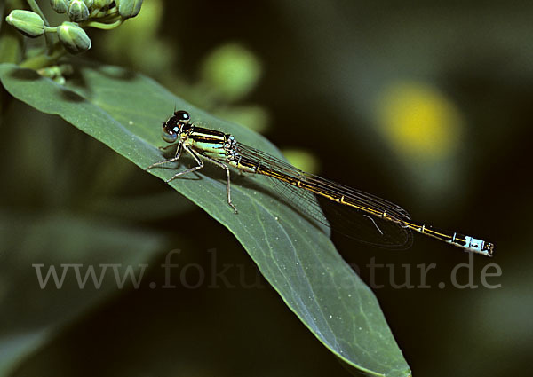 Kleine Pechlibelle (Ischnura pumilio)