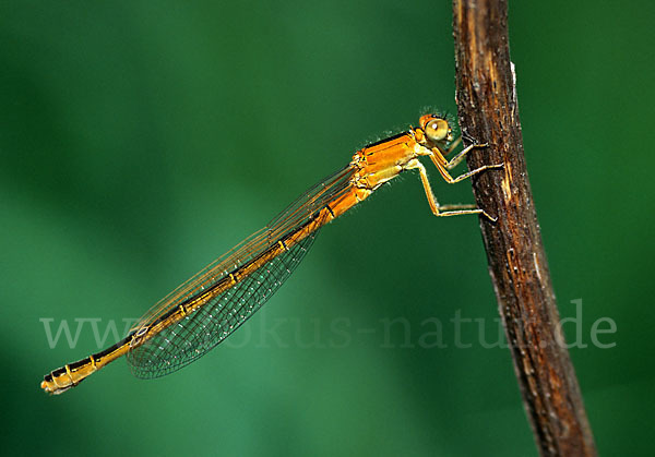 Kleine Pechlibelle (Ischnura pumilio)