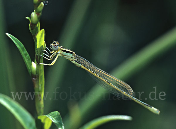 Kleine Pechlibelle (Ischnura pumilio)