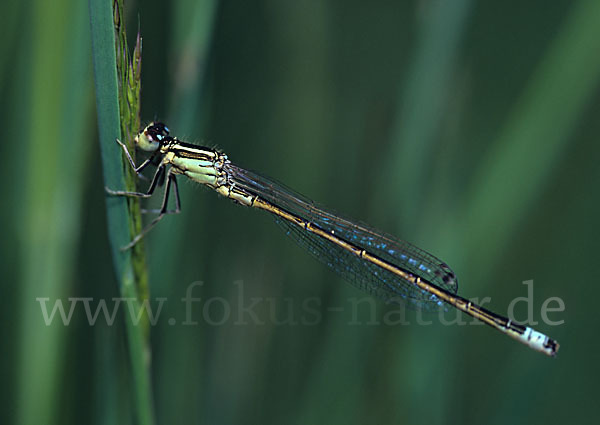 Kleine Pechlibelle (Ischnura pumilio)