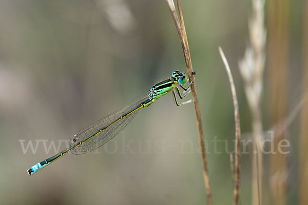 Kleine Pechlibelle (Ischnura pumilio)