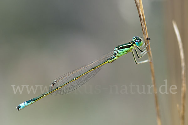 Kleine Pechlibelle (Ischnura pumilio)