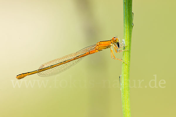 Kleine Pechlibelle (Ischnura pumilio)