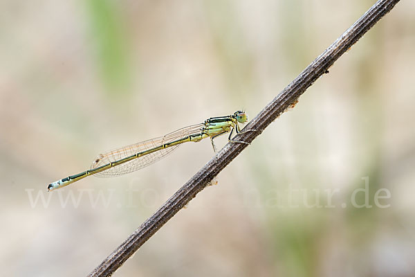 Kleine Pechlibelle (Ischnura pumilio)