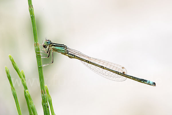 Kleine Pechlibelle (Ischnura pumilio)